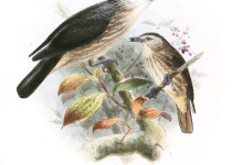 White-fronted Starling