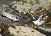White-fronted tern