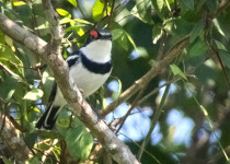 White-fronted Wattle-eye