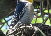 White-fronted Woodpecker