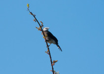White-headed Babbler