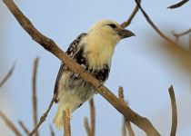 White-headed Barbet