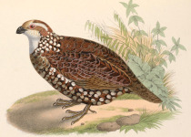 White-headed Bobwhite