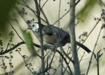 White-headed Brush-Finch