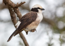 White-headed Buffalo Weaver
