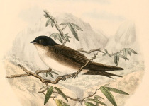 White-headed Cacholote