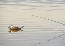 White-headed Duck