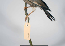 White-headed Glossy-Starling