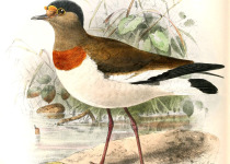 White-headed Lapwing