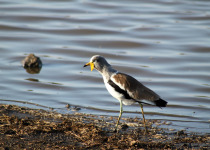 White-headed Lapwing