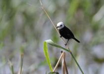 White-headed Marsh Tyrant