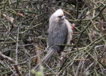White-headed Mousebird