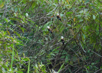 White-headed Munia