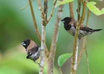 White-headed Munia