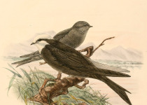 White-headed Saw-wing