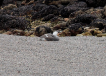 White-headed Steamer-Duck