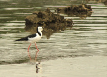 White-headed Stilt