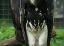 White-headed Vulture