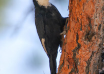 White-headed Woodpecker