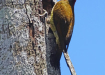 White-headed Woodpecker