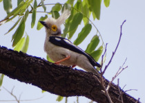 White Helmetshrike