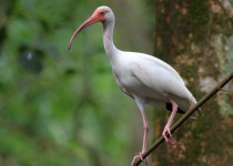 White Ibis