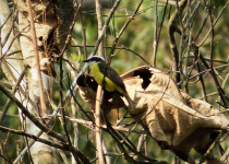 White-lined Tanager