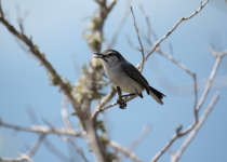 White-lored Gnatcatcher
