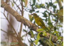 White-lored Oriole