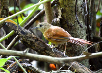 White-lored Spinetail