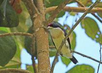 White-mantled Barbet