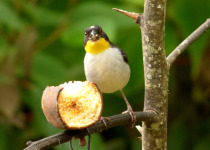 White-naped Brush Finch