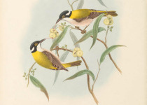 White-naped Honeyeater