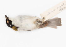 White-naped Honeyeater