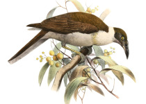 White-naped Honeyeater