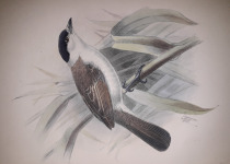 White-naped Xenopsaris