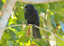 White-necked Crow