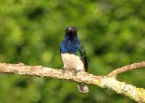 White-necked Jacobin