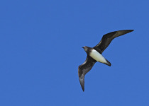 White-necked Petrel