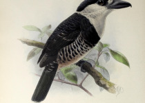 White-necked Puffbird