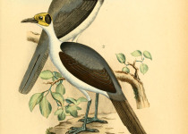 White-necked Rockfowl