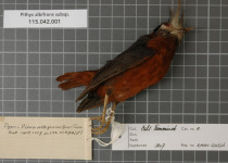 White-plumed Antbird