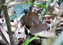White-plumed Antbird