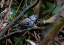 White-plumed Antbird