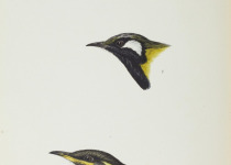 White-plumed Honeyeater