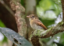 White-ringed Antwren