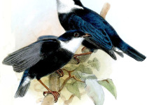 White-ruffed Manakin