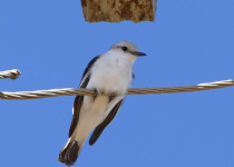 White-rumped Monjita