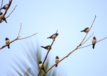 White-rumped Munia