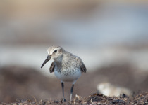 White-rumped Sandpiper